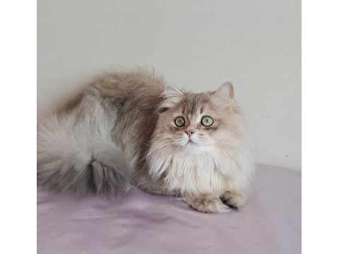 British longhair (blh) erkek cana yakın uysal