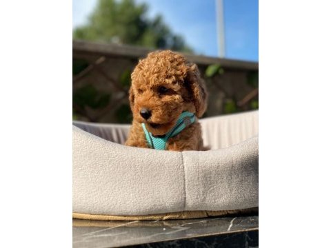 Evinizin yeni neşesi poodle burada