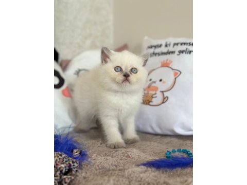 Scottish fold yavrularımız
