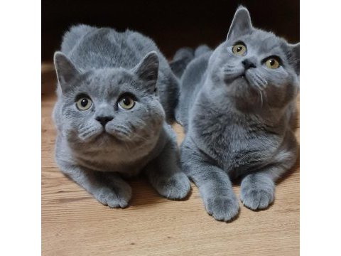 5 aylık dişi ve erkek safkan british shorthair yavrular