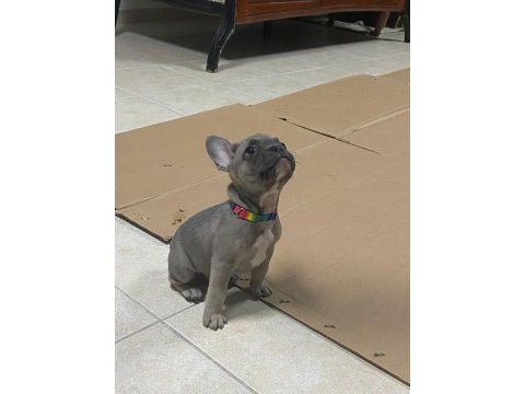 2.5 aylık french bulldog fawn