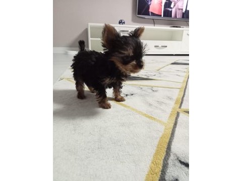 3 aylık teacup yorkshire terrier