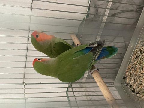 Çift sevda papağanları