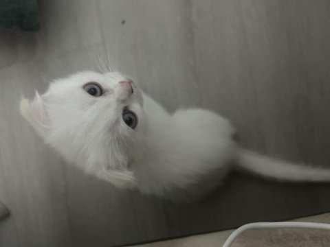 Bembeyaz kırık kulak scottish fold