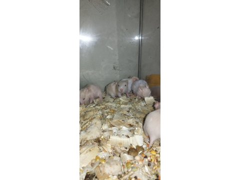 Tamamen evcil özel tür teddy bear hamster