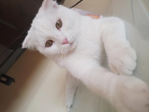 Scottish fold 1 yaşında
