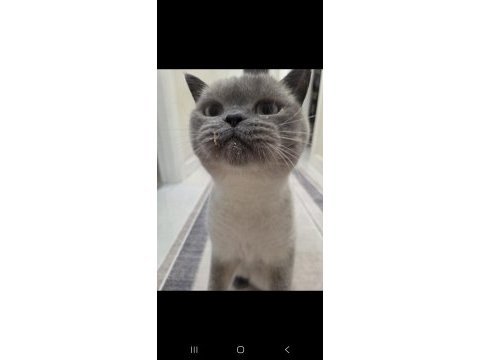 British shorthair bluepoint kedimiz