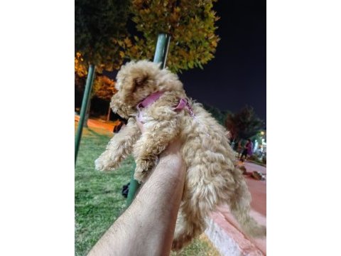 Akıllı bir kız çocuğu poodle