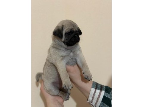 Muhteşem pug mops bebekleri