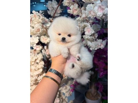 Ayı surat pomeranian bebekler