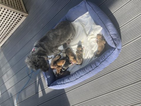 8 minnoş yavru terrier sahibini arıyor