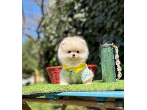 Orjinal ırk muhteşem güzellikte pomeranian boo yavrular