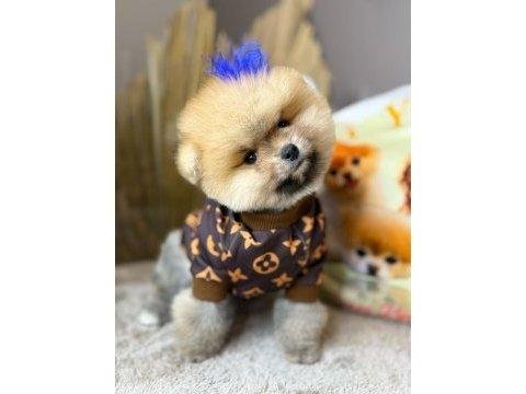 Şecereli pomeranian boo dişi yavrular