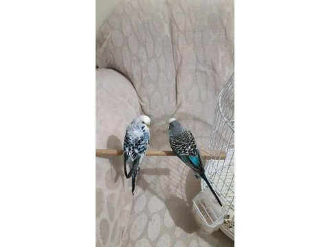 Çift muhabbet kuşu