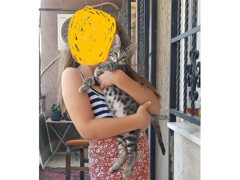 Erkek yavru kedimiz