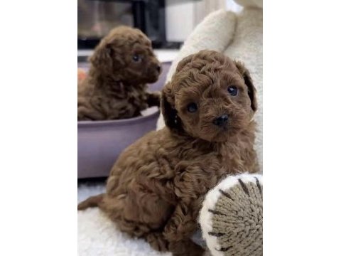 Toy poodle köpeğimiz için ulaşın
