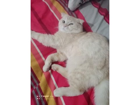 Scottish fold sahiplendirme