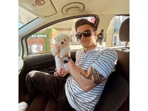 Sıfır boy maltese terrier