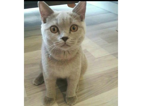 British shorthair dişi kedimiz