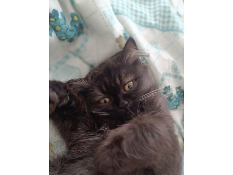 British shorthair kedim