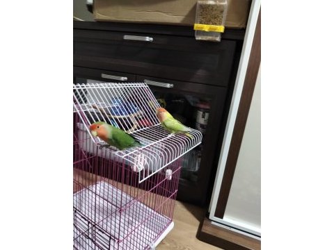 Erkek ve dişi sevda papağanlarım