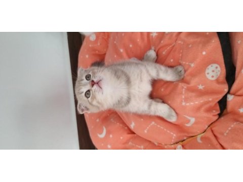 Sağlıklı ve güzel scottish fold yavrularımız