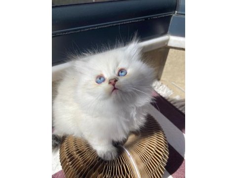 British longhair kedisi