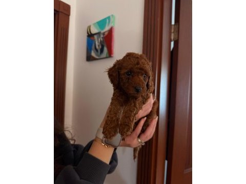 Mikro çip takılıp verilecek poodle