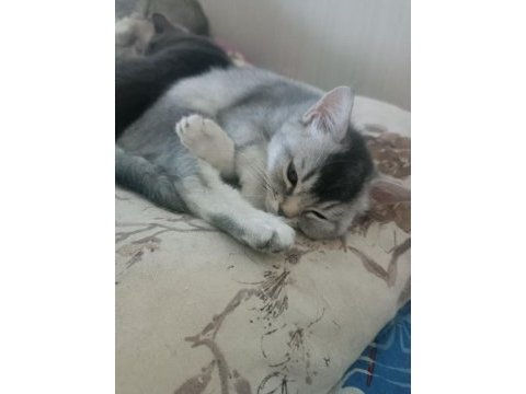 3.5 aylık erkek british shorthair