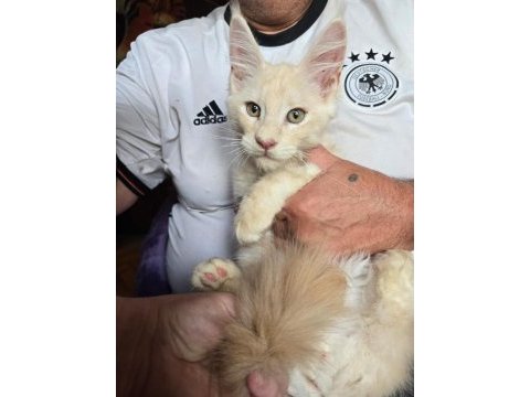 Xxxl maine coon erkek wcf full