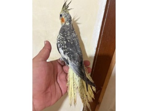 Tam 57 günlük full evcil kusursuz bebek sultan