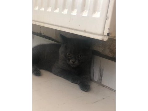 Oyuncu british shorthair dişi tuvalet eğitimi var 2 aylık