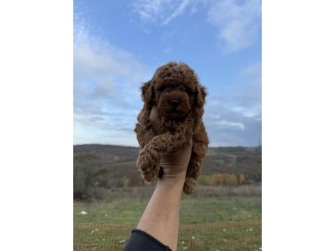 Red brown kore poodle