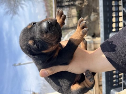 Europen baba a şecereli kızıl ve siyah doberman yavrular
