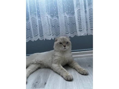 Erkek scottish fold mavişimizi sahiplendiriyoruz