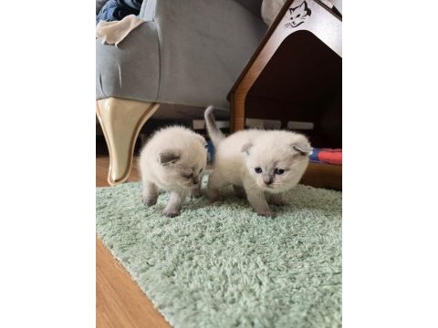 2 adet scottish fold yavrumuz yeni yuvasına hazır