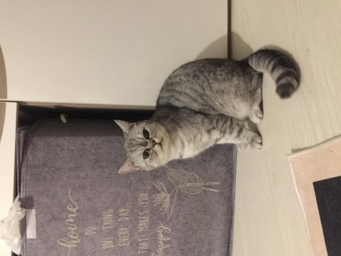 Fıstık hamım british shorthair