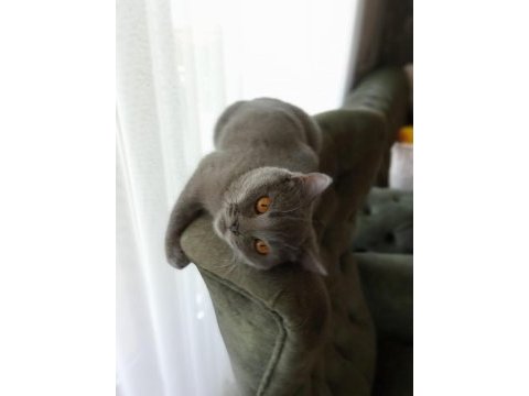 Orijinal british shorthair