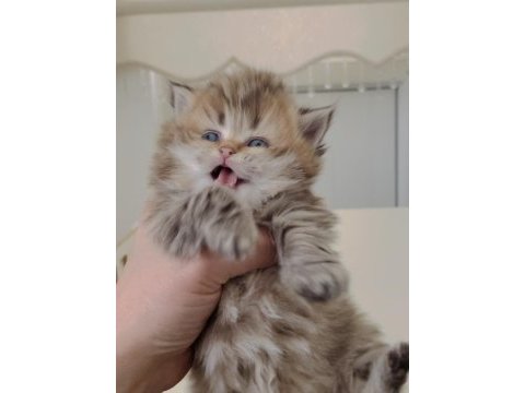 British longhair dişi