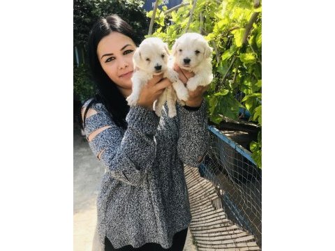 Maltese terrier yavrularım