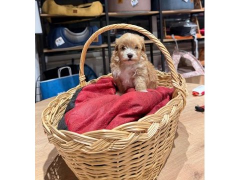 Muhteşem maltipoo bıcırıklar