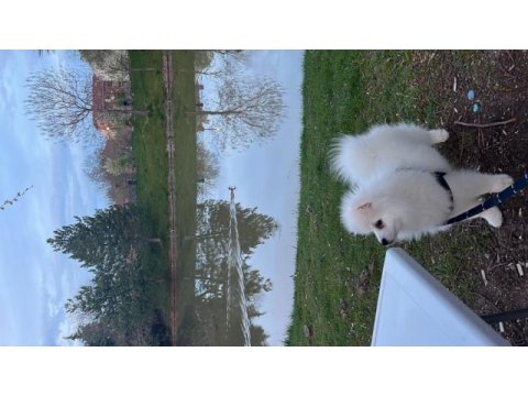 Erkek beyaz pomeranian