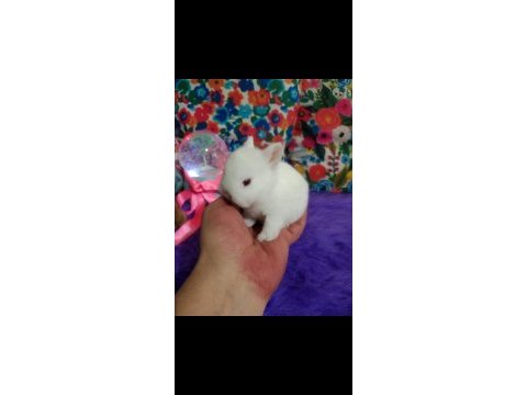 Cüce tavşan bebekler