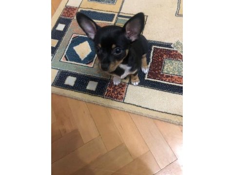 Orijinal yavru chihuahua