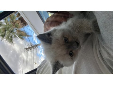 British shorthair mükemmel tüylere sahip