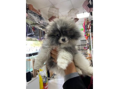 Pomeranian köpeği 4 aylık erkek