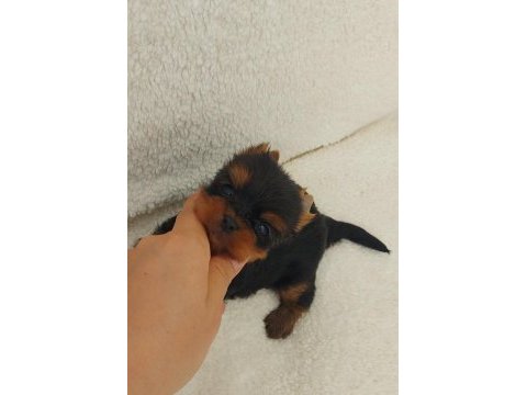 Şecere evraklı yorkshire terrier yavrular