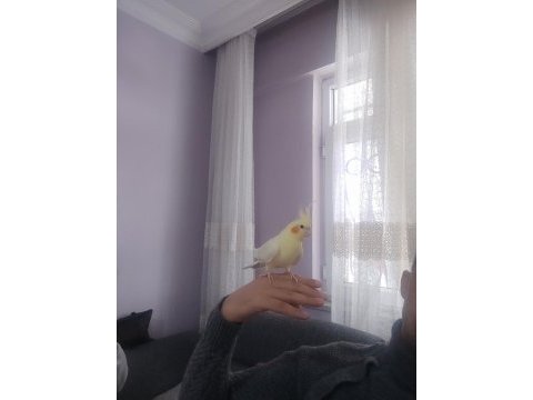 Zamanım olmadığımdan kuşumuzla ilgilenemiyorum