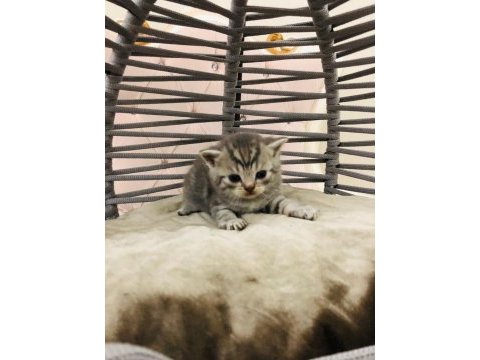 British shorthair yavru kedilerimiz yeni evlerini arıyor