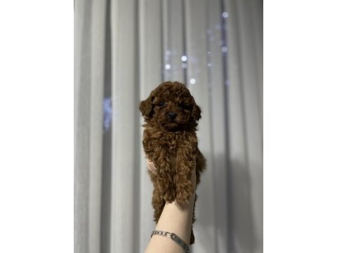 Toy poodle yavrularımız